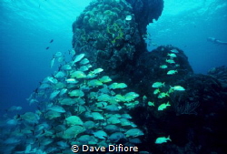 Schooling at Reef in Cozumel by Dave Difiore 